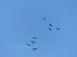 FZ032806 Flock of Conmorants.jpg